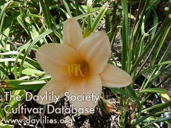 Daylily Evening Gown